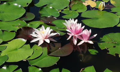 ecologia comunità nuovo mondo