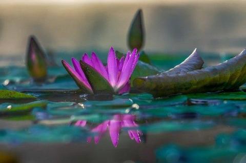 Ecologia nel Nuovo Mondo