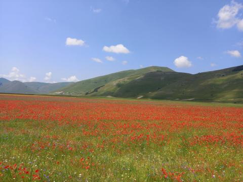 fioritura Castelluccio 2023