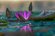 Ecologia nel Nuovo Mondo