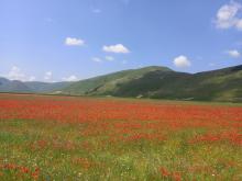 fioritura Castelluccio 2023
